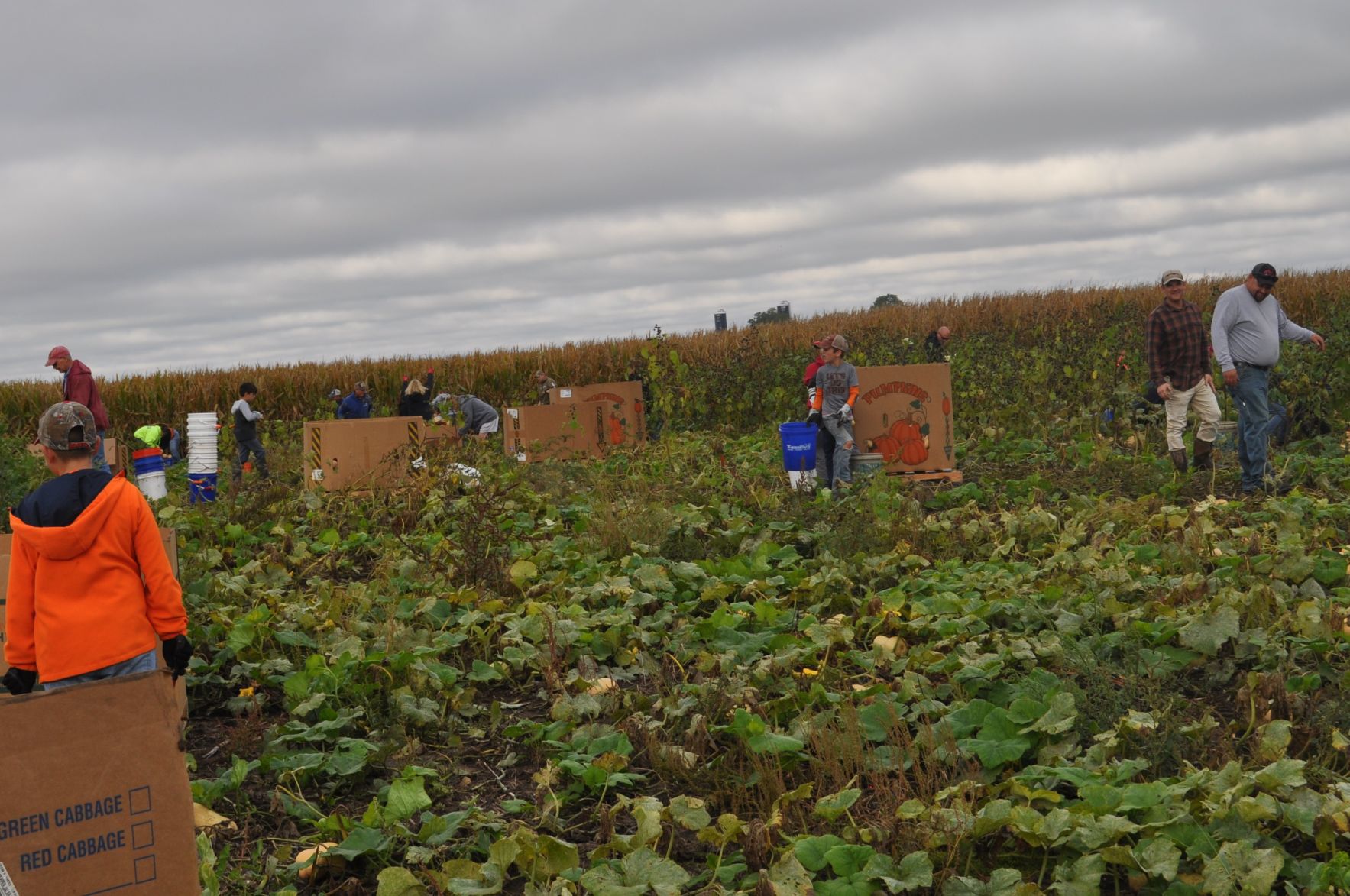 Volunteers gather to harvest food for area food banks
